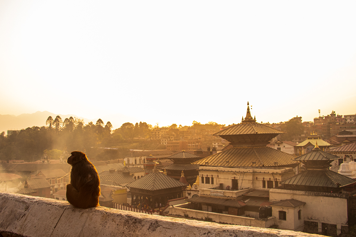 Monkey sitting in-front of Pashupatinath Temple